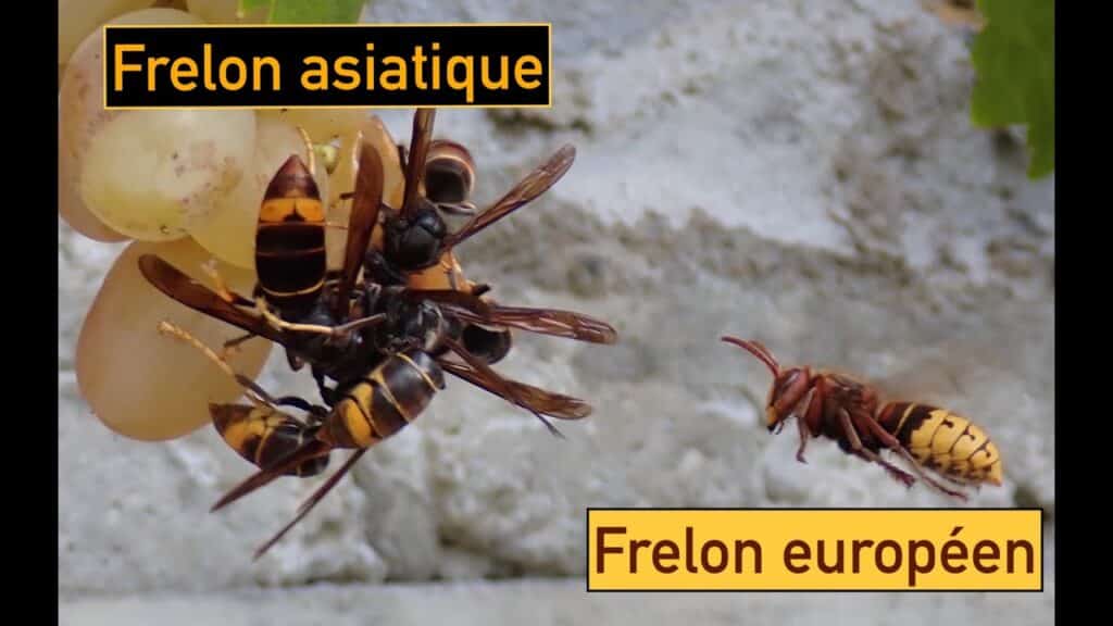 découvrez l'intense affrontement entre les guêpes dans la jungle, où la survie et la domination s'entremêlent dans un spectacle captivant de stratégie et de force. plongez dans l'univers fascinant de ces insectes combattants et explorez leur écosystème complexe.