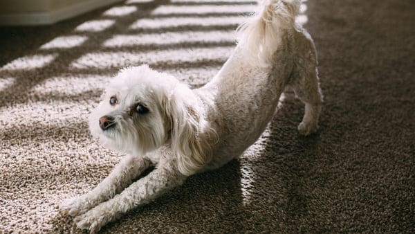 découvrez des prières réconfortantes pour votre chien, pour sa santé, sa protection et son bien-être. trouvez des mots inspirants pour accompagner votre fidèle compagnon dans les moments difficiles.