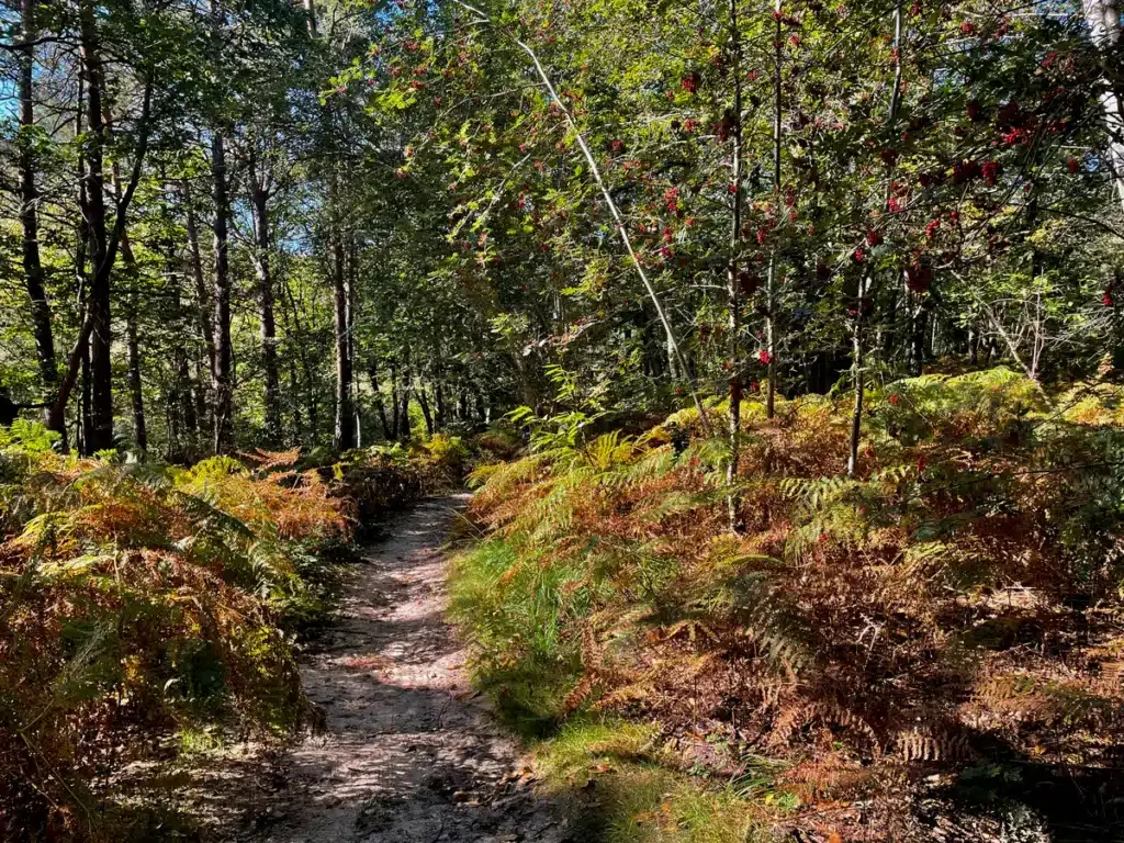 découvrez l’ultra-trail de la forêt montmorency, un parcours exceptionnel alliant défi sportif et nature préservée au cœur de paysages spectaculaires.